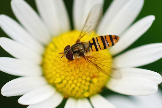 Natuurlijke close-up van een marmelade hoverfly Episyprhus balteatus in een heldere witte bloem