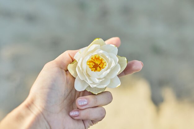 Natuurlijke cosmetica voor de rijpe huid van lichaam en handen, close-up witte leliebloem in de hand van de vrouw, rivierwaterzandachtergrond