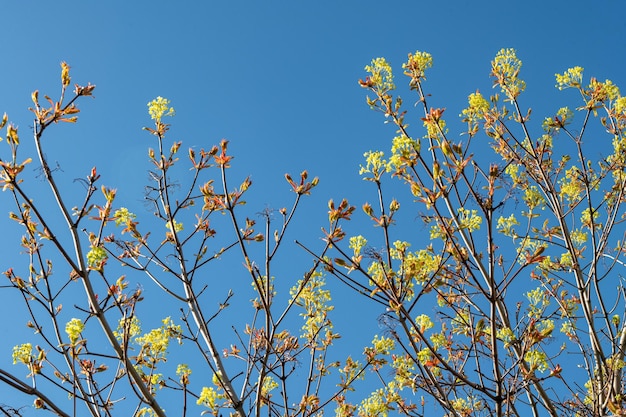 Natuurlijke de lentemening van boomtakken tegen blauwe hemel
