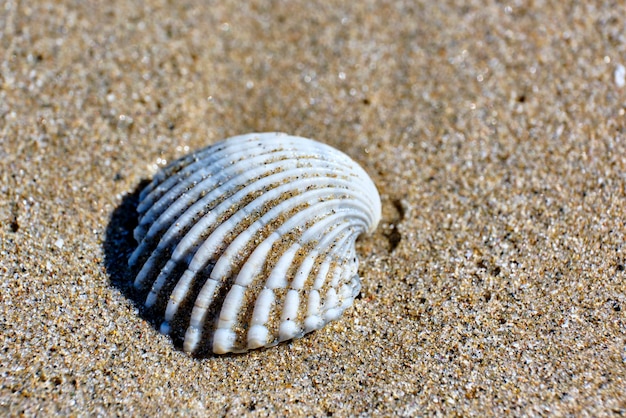 Foto natuurlijke details van het zand op het strand van peniscola