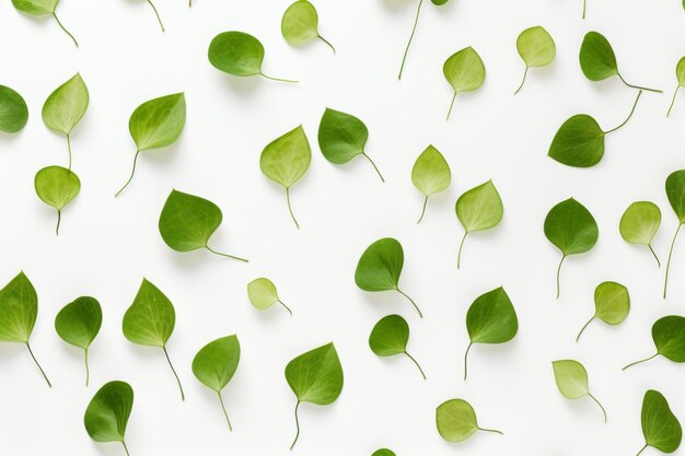 Foto natuurlijke elegantie groene bladerenpatroon afgebeeld in een platte lay op een witte achtergrond