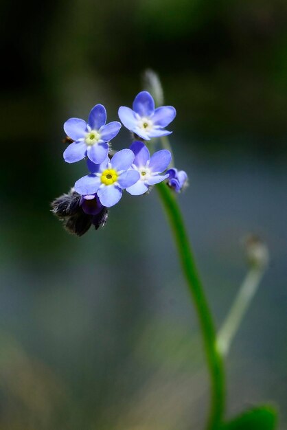 Natuurlijke en wilde bloemen Myosotis of vergeetmenot