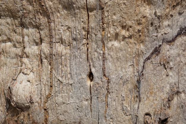 Natuurlijke gebarsten schors patroon achtergrond