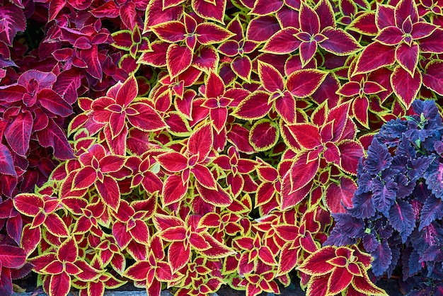 Natuurlijke gestructureerde achtergrond van gekleurd siergras of planten met bladeren van abstracte vorm