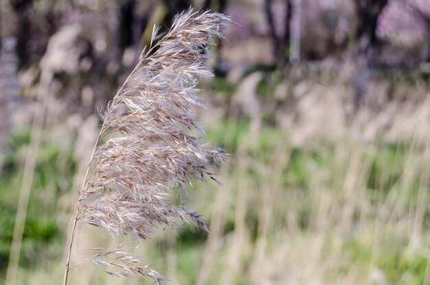 Foto natuurlijke gestructureerde achtergrond van groen decoratief gras