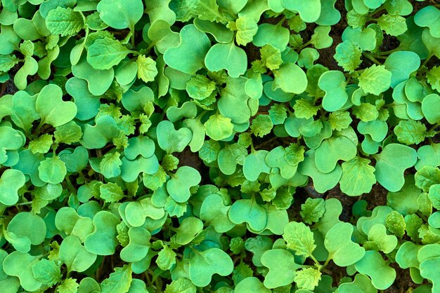 Natuurlijke gestructureerde achtergrond van groen siergras of planten met bladeren van abstracte vorm