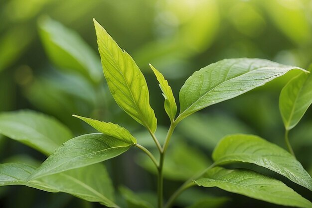 natuurlijke groene achtergrond met selectieve scherpstelling