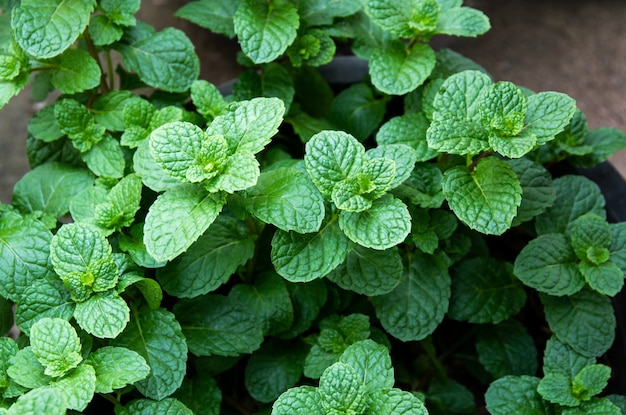 Natuurlijke groene achtergrond van muntblaadjes