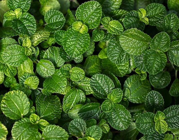 Natuurlijke groene achtergrond van plantenbladeren close-up