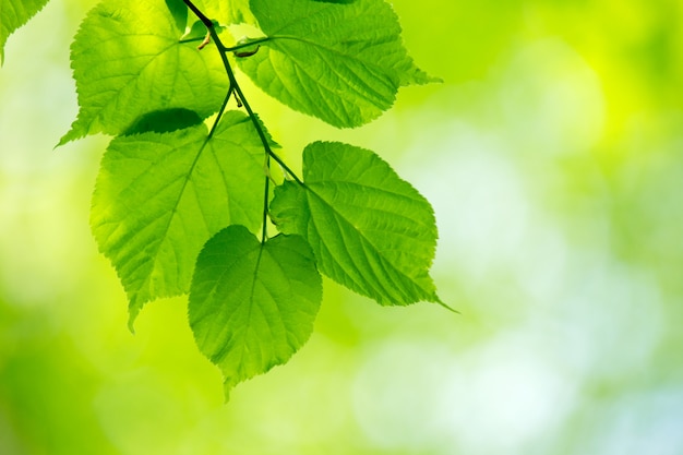 Natuurlijke groene achtergrond