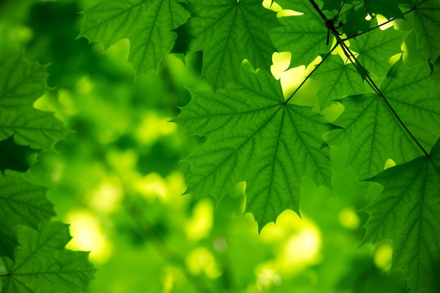 natuurlijke groene achtergrond