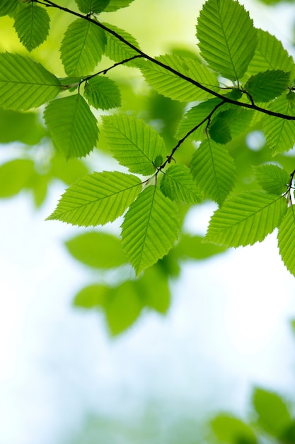 Natuurlijke groene achtergrond