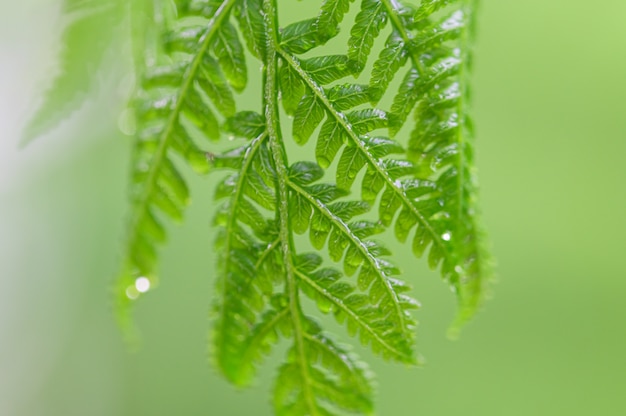 Natuurlijke groene bladachtergrond en bokeh