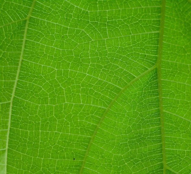 natuurlijke groene bladachtergrond Selecteer een specifieke focus