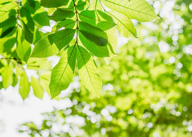 Natuurlijke groene bladachtergrond