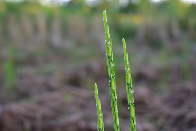 Natuurlijke groene bladeren en bloementuinen Mooi en verfrissend op een ontspannende dag