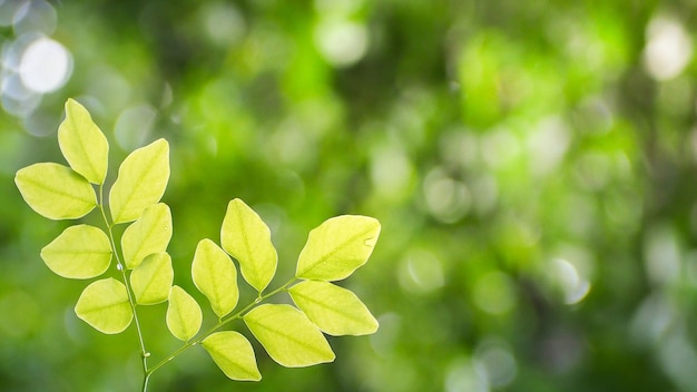 Natuurlijke groene bladeren met de lente van onduidelijk beeld bokeh of de zomerachtergrond, ecologieconcept