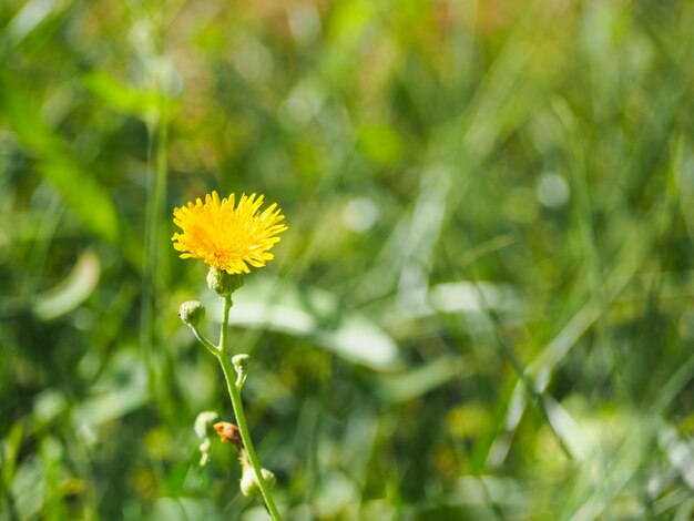 Natuurlijke groene bladeren met de lente van onduidelijk beeld bokeh of de zomerachtergrond