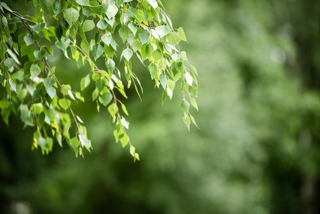 Natuurlijke groene bladeren op een natuurlijke achtergrond