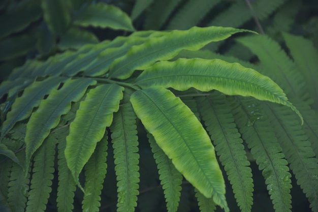 Natuurlijke groene bladeren