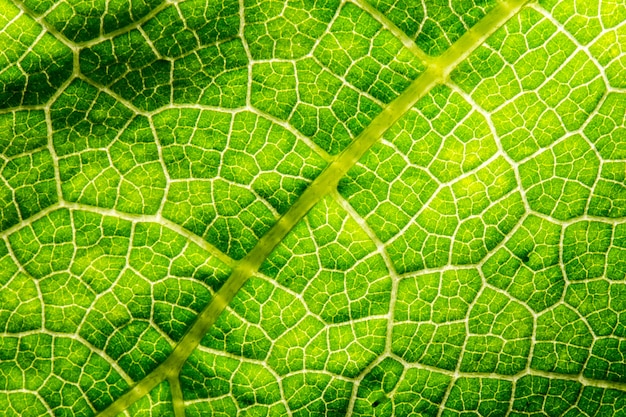 natuurlijke groene bladtextuur