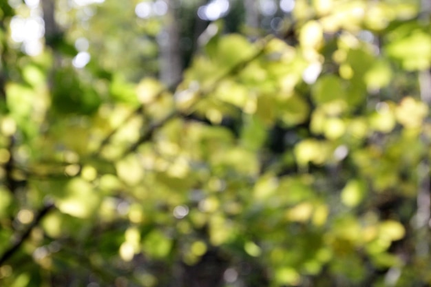 Natuurlijke groene blured herfstbladeren achtergrond met bokeh