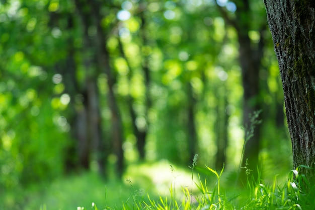 Natuurlijke groene bossen