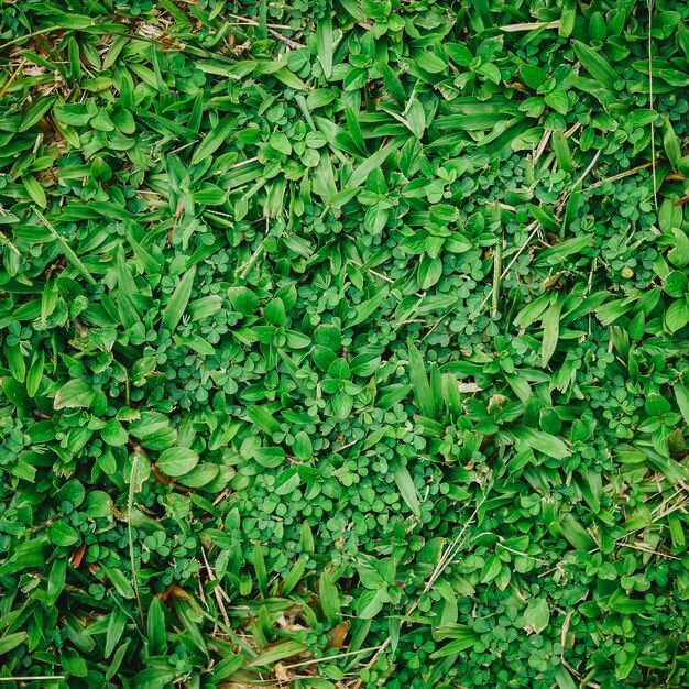 Natuurlijke groene grasachtergrond met uitstekende filter