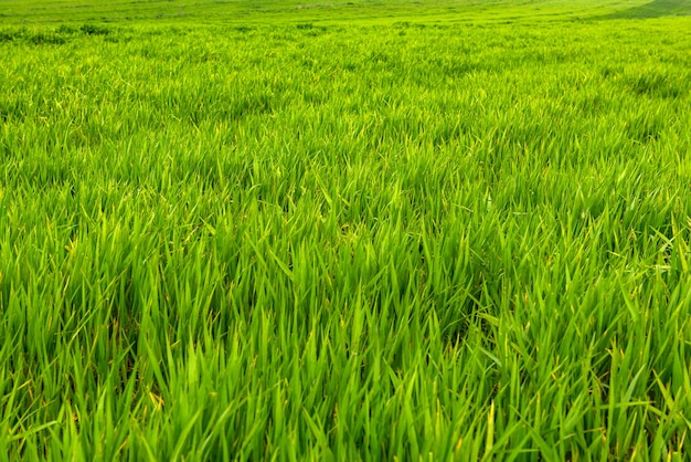 Natuurlijke groene grasachtergrond