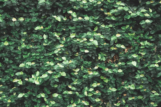 Natuurlijke groene plant muur of klein blad - Groene bladeren textuur achtergrond