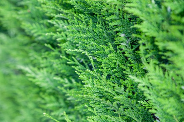 Natuurlijke groene takken muur