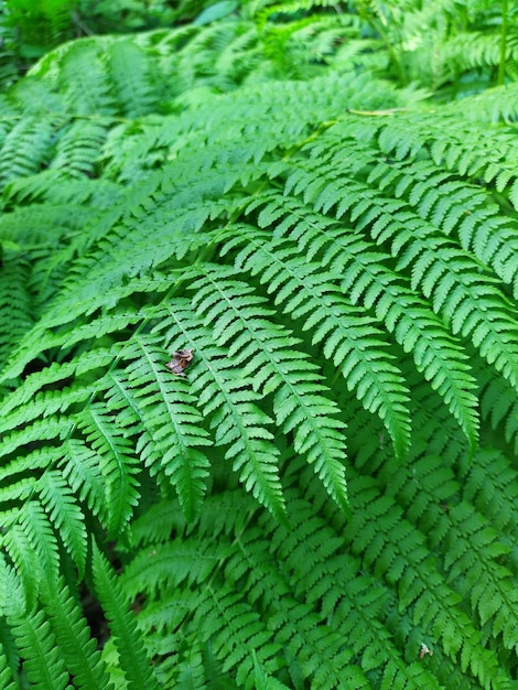 Natuurlijke groene varensbladeren