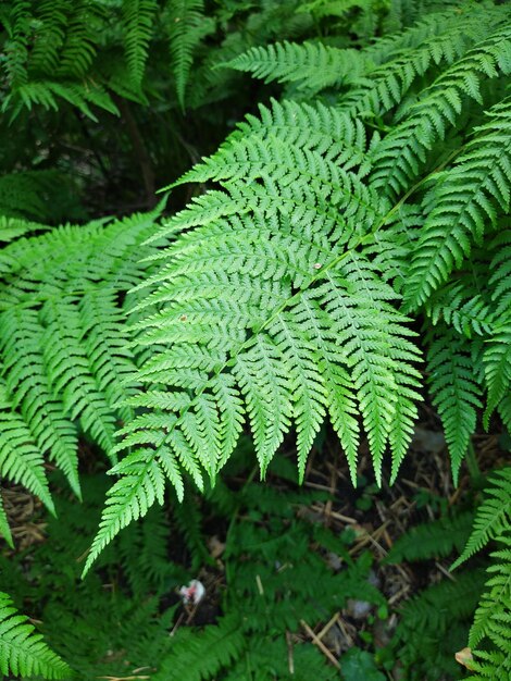 Foto natuurlijke groene varensbladeren