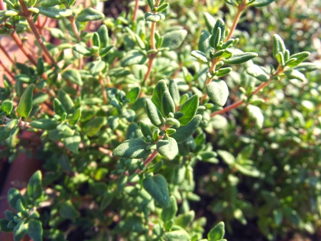 Natuurlijke groene verse tijmachtergrond