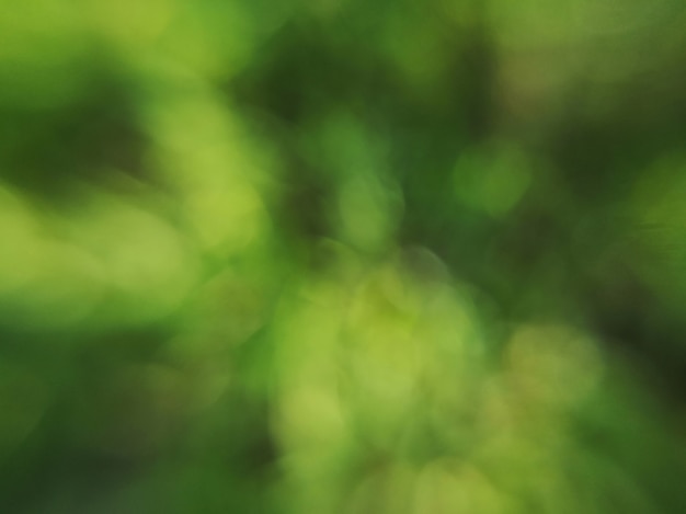 Foto natuurlijke groene wazig bokeh achtergrond