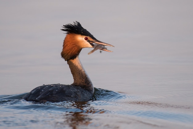 Natuurlijke grote kuiffuut (podiceps cristatus) met vissen in bek.