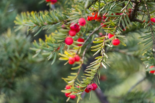 Natuurlijke herfst achtergrond. Groene takken van een taxusboom met rode bessen close-up