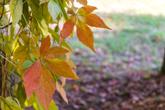natuurlijke herfst achtergrond. kleurrijke bladeren van wilde druiven close-up. plaats voor tekst