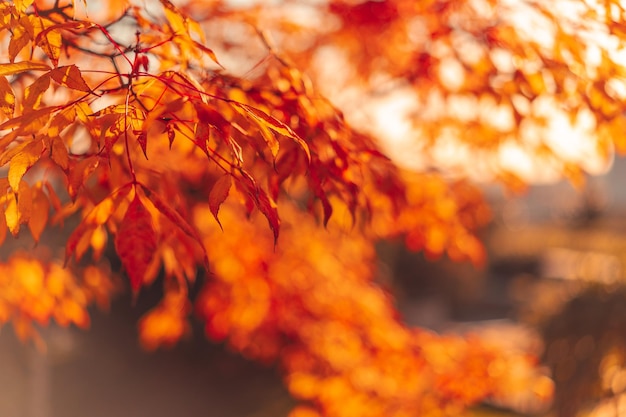 Natuurlijke herfst achtergrond met oranje bladeren