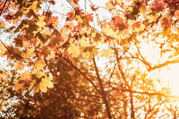 Natuurlijke herfst esdoorn bladeren op een tak, waardoor de ondergaande zon schijnt, achtergrond met kopieerruimte.