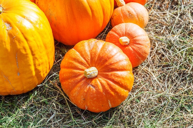 Natuurlijke herfst herfst weergave pompoen op eco boerderij achtergrond inspirerende oktober of september behang