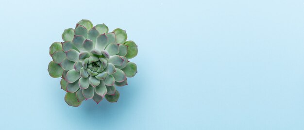 Natuurlijke horizontale banner. groene echeveria succulent op blauwe achtergrond. bovenaanzicht - afbeelding