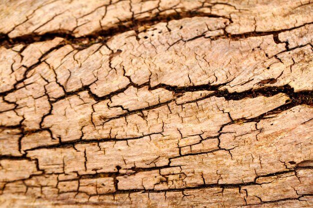 Natuurlijke houten textuur achtergrond close-up macro van oude verouderde boom schors abstracte eikenboom natuur