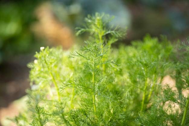 Natuurlijke kamilleplant