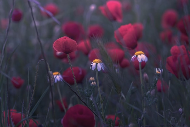 Natuurlijke klaprozen in het veld bij zonsopgang met gele bloemen tussen de kruiden