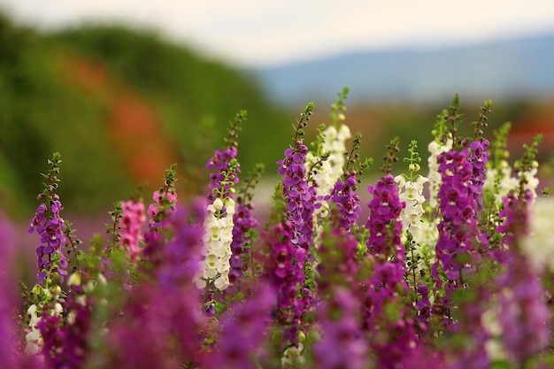 Foto natuurlijke kleurrijke bloemen tuinzicht landschap