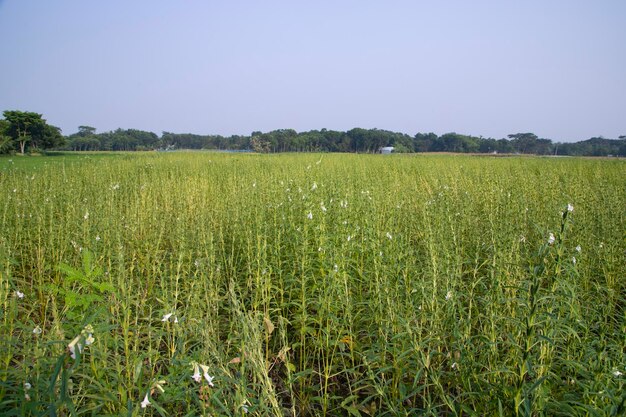 Natuurlijke landschapsmening van sesam geplant op het platteland van Bangladesh