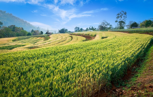Natuurlijke landschapsweergave gerst rijst groene bladeren demonstratieperceel en blauwe lucht met berg in chiang mai Thailand