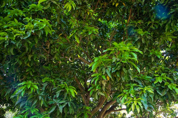 Natuurlijke landschapsweergave textuur van Old Mango Tree Brach in het Park