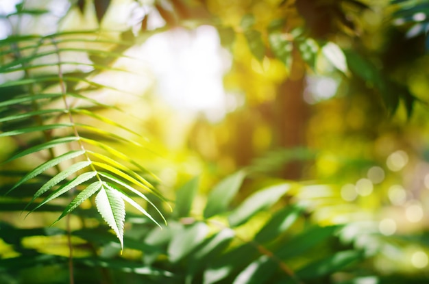 Natuurlijke lente achtergrond van groene takken met zonlicht. Kopieer ruimte, selectieve focus. Hoge kwaliteit foto